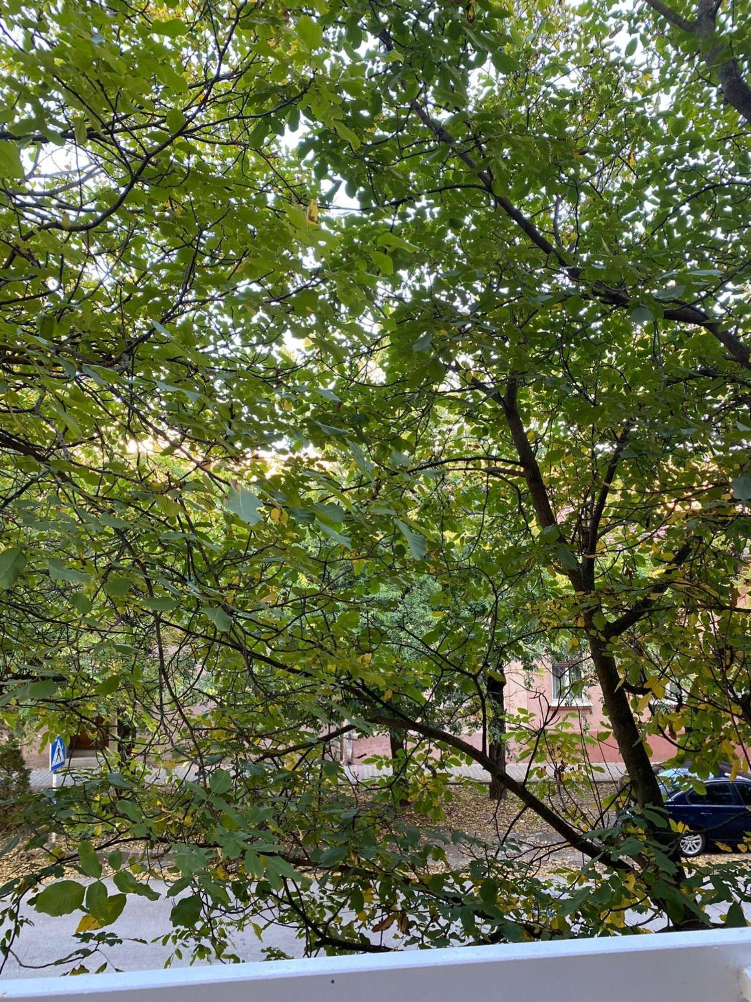 Vanja Apartman 브르사츠 외부 사진